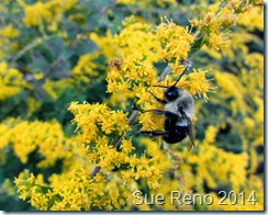 Sue Reno, Goldenrod with Bee
