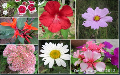 0924 unfall flowers collage