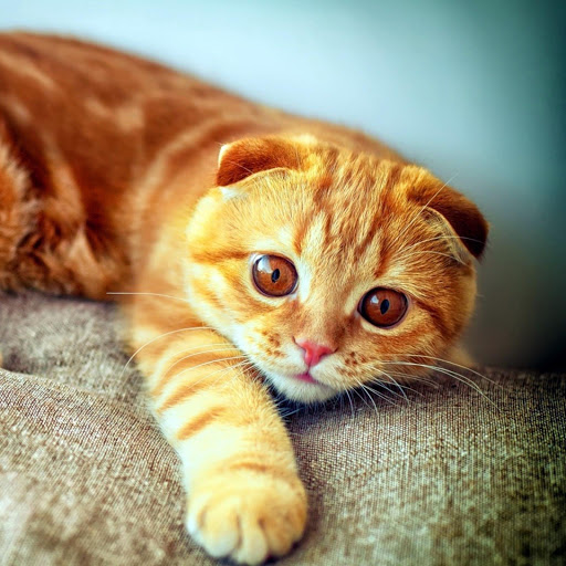 Hd-162517-ascw162517