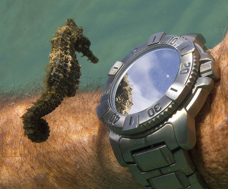 Seahorse checking out divers watch and own reflection underwater
