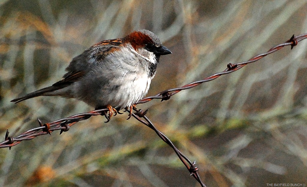 [DSC_8602%255B4%255D.jpg]