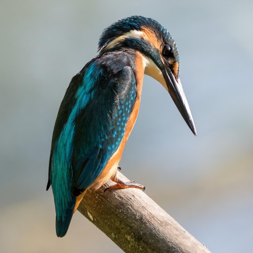 Hd-149628-ascw149628