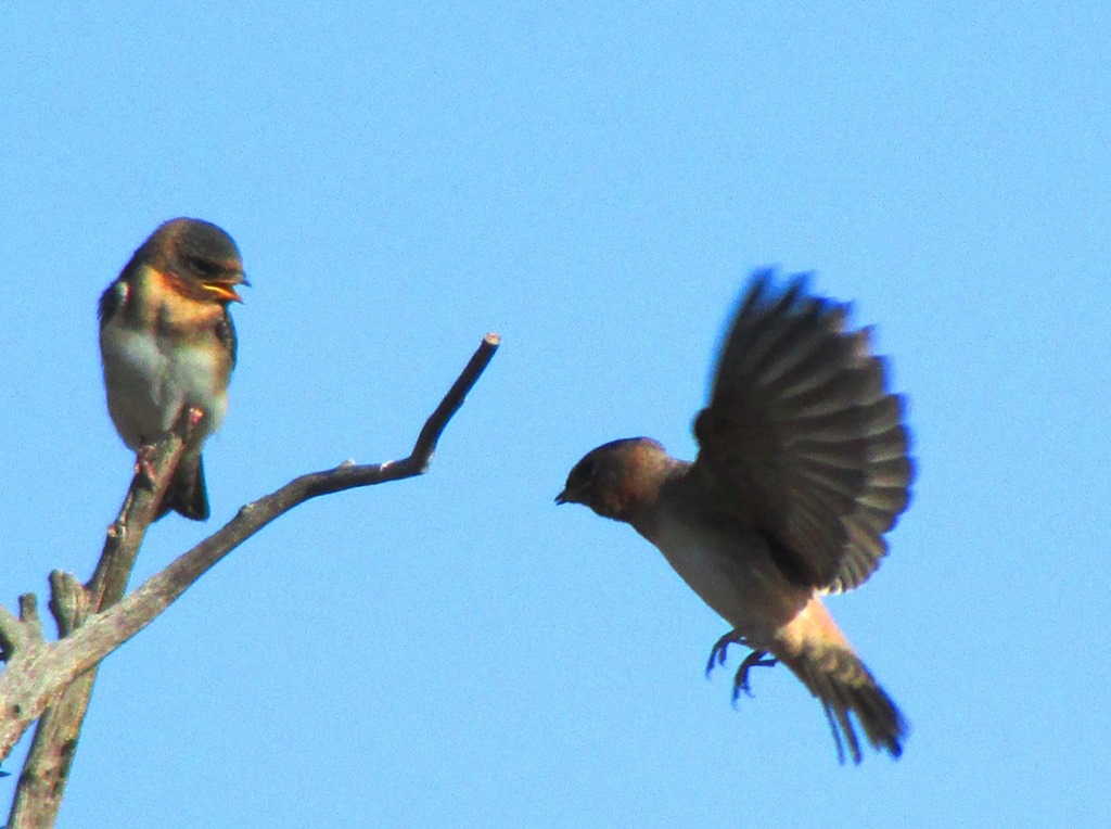 [Cliff-Swallow---Hey---this-is-my-bra.jpg]