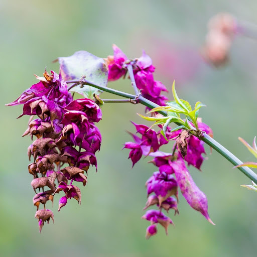 Hd-176990-ascw176990