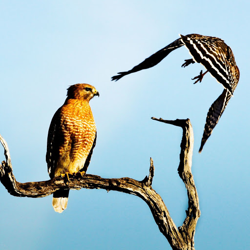 Hd-161046-ascw161046