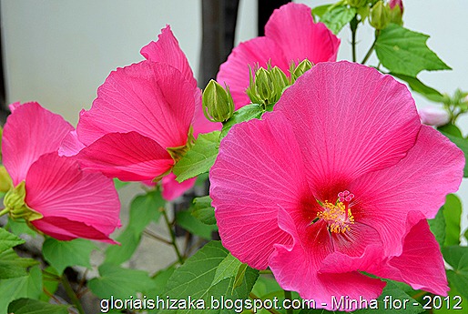 Glória Ishizaka - minhas flores - 2012 - 3