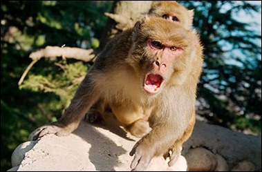 This Monkey is not Happy