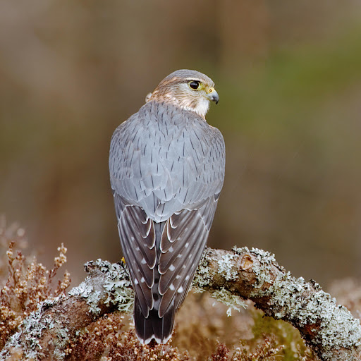 Hd-181242-ascw181242