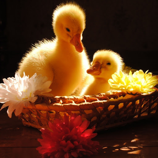 Hd-166633-ascw166633