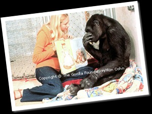 Koko et livre
