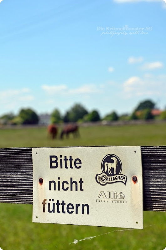 Hunderunde (13) Erdbeerfeld 16052014