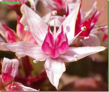 crassula ovata flower pink