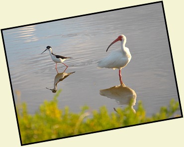 09f - Black-necked Stilt and Ibis...what is that
