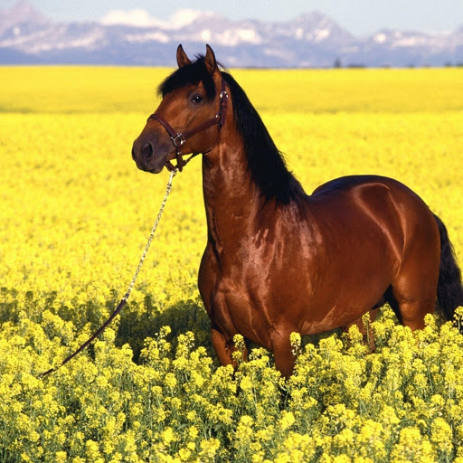 Hd-173506-ascw173506