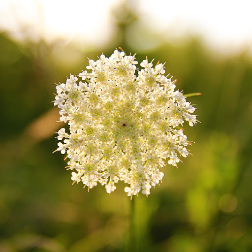 Hd-173265-ascw173265