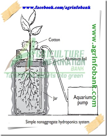 Hydroponics6