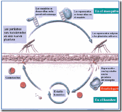 ciclo de vida del parásito de la malaria en el mosquito anófeles