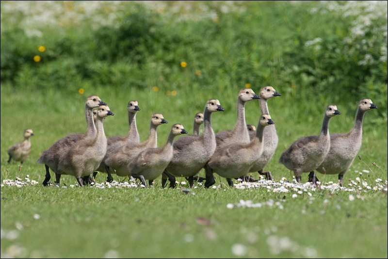 Canada Geese young