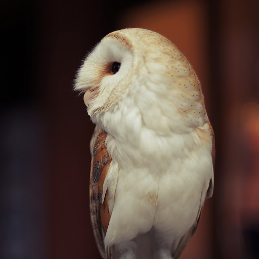 Hd-185908-ascw185908