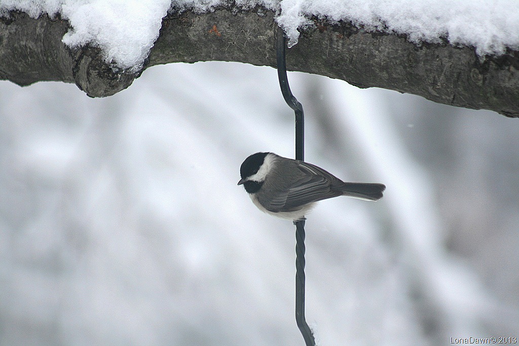 [Chickadee_Feb8%255B21%255D.jpg]