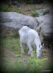 Mountain Goat