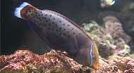 [Biodiversit%25C3%25A9%2520coris%2520reine%255B4%255D.jpg]
