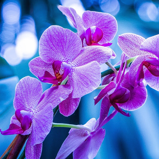 Hd-180128-ascw180128