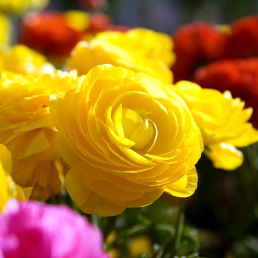 Hd-146102-ascw146102