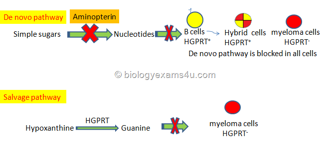 indhold Ydmyge Nervesammenbrud What is Monoclonal antibody? How it is produced through hybridoma  technology?