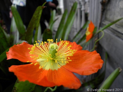 Orange Poppy © Evelyn Howard 2011