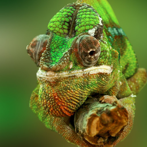 Hd-184999-ascw184999