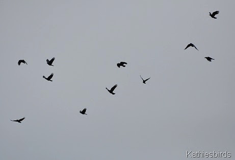 10. crows-kab