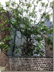 Borgloon, Graaf, nabij de Wellenstraat: een vijgenboom
