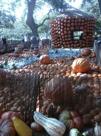 cinderella pumpkin village