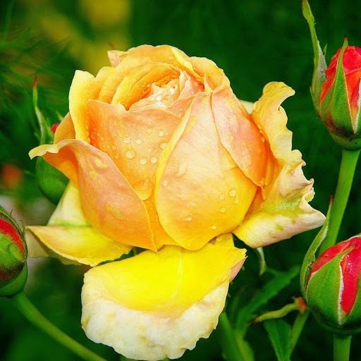 Hd-171386-ascw171386