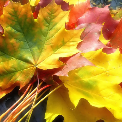 Hd-141088-ascw141088