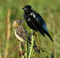 Download suara burung bobolink bobolink