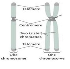  chromatid and chromosome