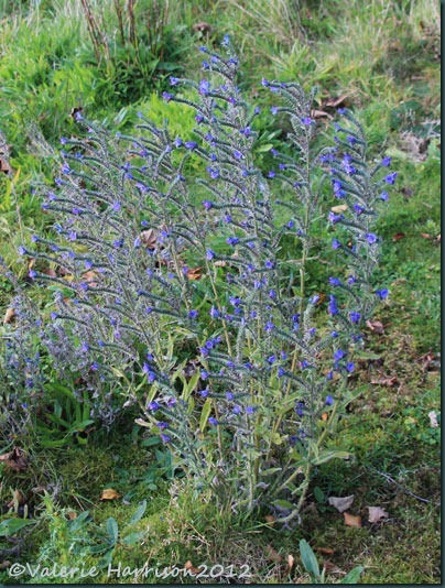 20-vipers-bugloss