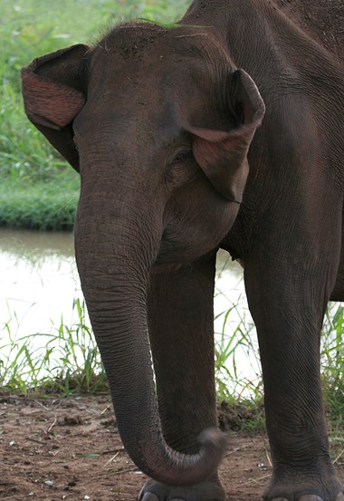 elephant ad