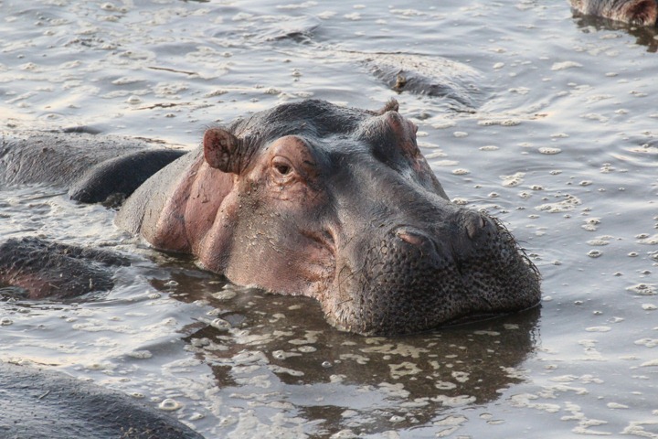 [October-20-2012-hippo-face3.jpg]