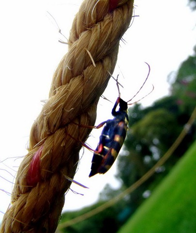 [beetle%2520on%2520rope%2520bg%255B3%255D.jpg]