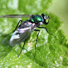 dolichopodid fly