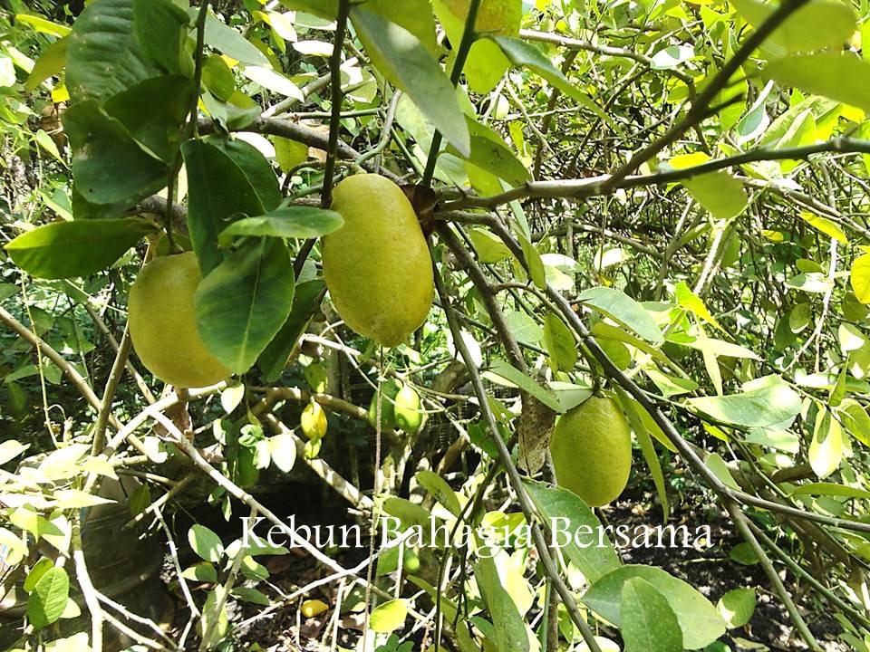 [Lemon-Tree4.jpg]