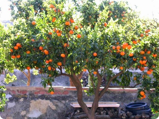mandarino pianta