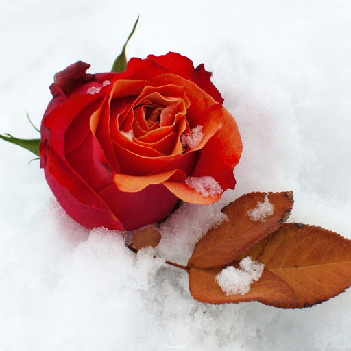 Hd-165628-ascw165628