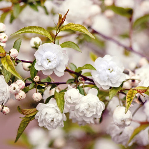 Hd-142626-ascw142626