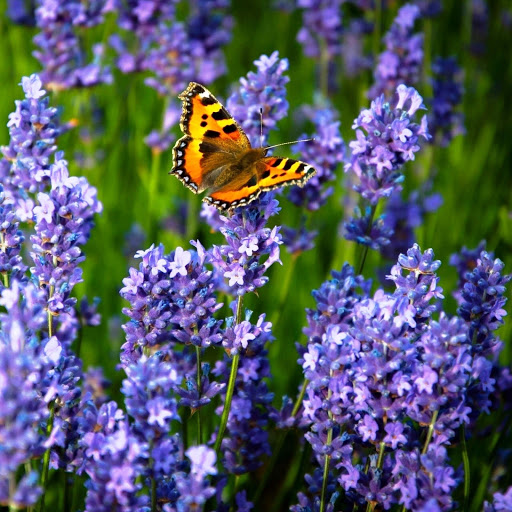 Hd-151557-ascw151557