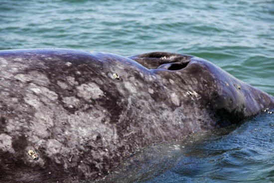 Grey Whales Baja
