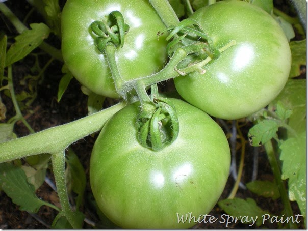 Tomato Planting 